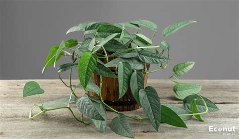 How to Grow and Care for Cebu Blue Pothos .